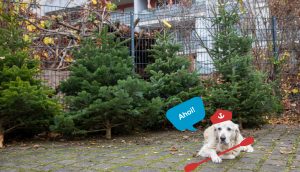 Mehr über den Artikel erfahren 🌲Weihnachtsbaumverkauf, Glühwein und Veedelstreff