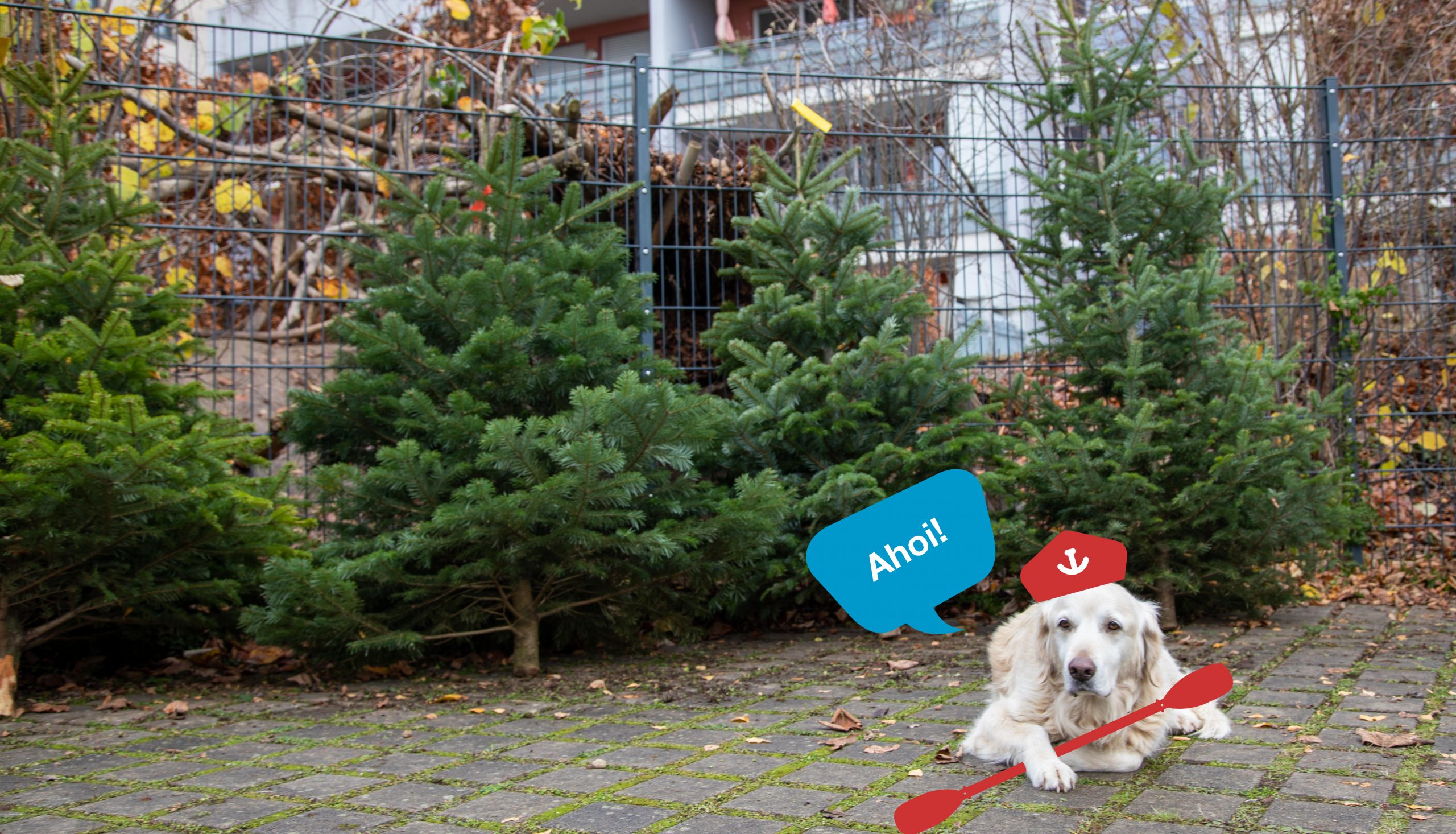 Du betrachtest gerade 🌲Weihnachtsbaumverkauf, Glühwein und Veedelstreff